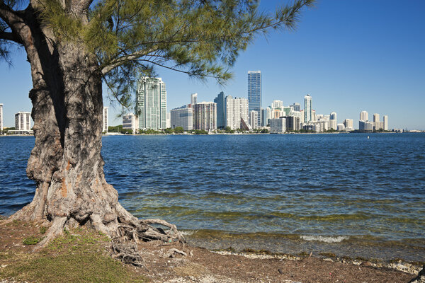Trees and skyline of Miami, Florida, USA