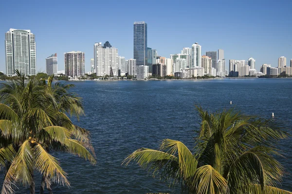 Palmas e skyline de Miami — Fotografia de Stock