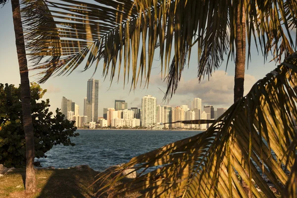 Miami pálmafák között — Stock Fotó