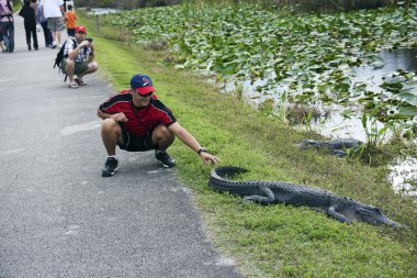 Tourist touching aligator clipart