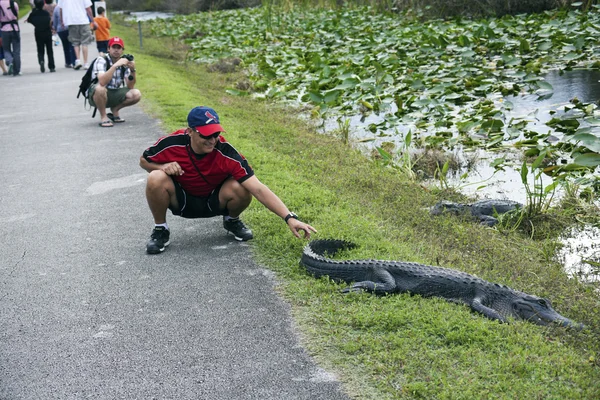 Turismo tocando aligator — Foto de Stock