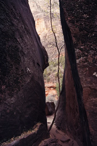 Árvore entre rochas — Fotografia de Stock