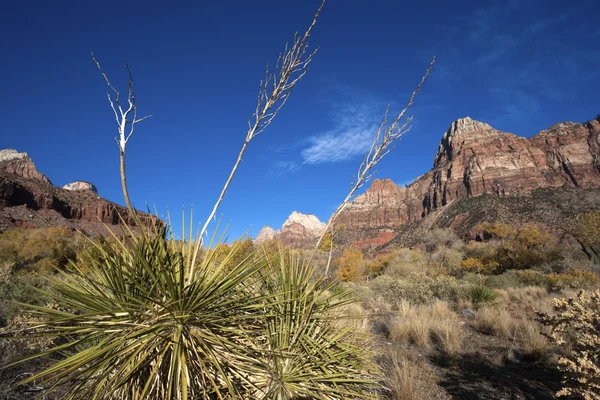 Yucca in nationaal park zion — Stockfoto