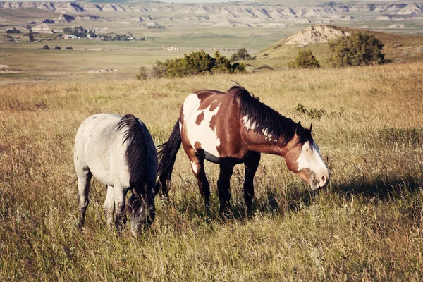 Cavalos selvagens no Parque Nacional Theodore Roosevelt — Fotografia de Stock