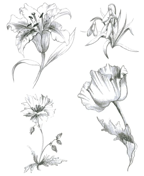 Flowers.lilies,poppy ogród i dziki ilustracja. — Wektor stockowy