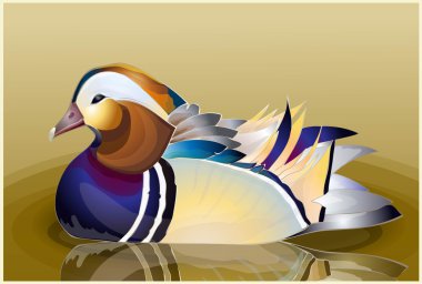 Closeup male mandarin duck (Aix galericulata) swimming, viewed of profile, clipart