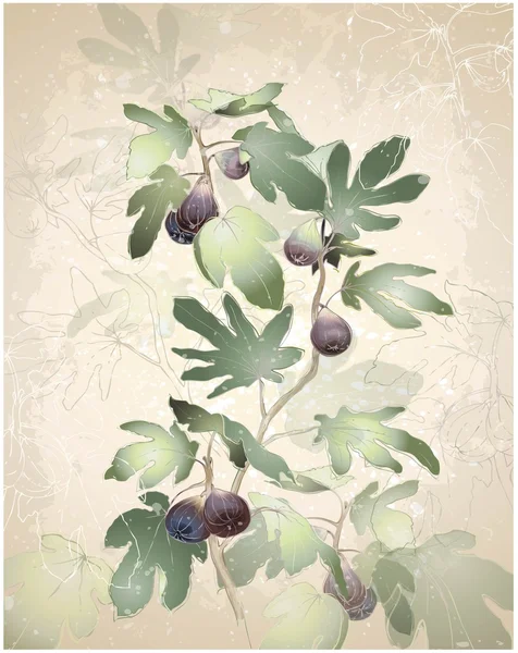 Ayrıntılı görüntü incir ağacı üzerinde bir demet. incir incir ağacı. — Stok Vektör