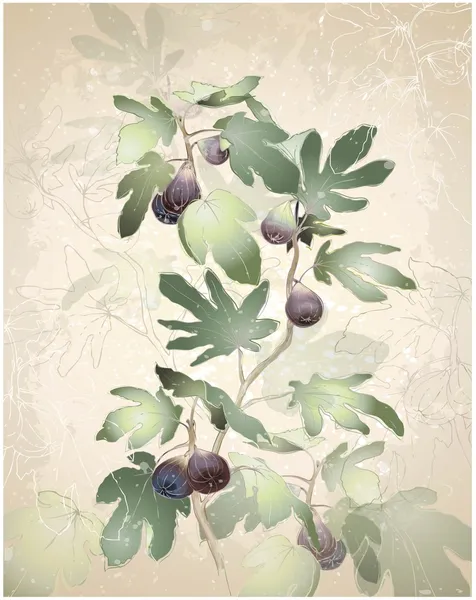 Imagem detalhada de um monte de figos em uma árvore. Figos em uma figueira . Ilustrações De Bancos De Imagens Sem Royalties