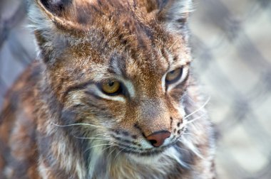 ? Lynx Moskova hayvanat bahçesi