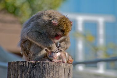 Moskova hayvanat bahçesindeki maymun