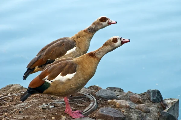 stock image Duck in the Moscow Zoo