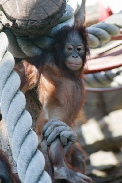 Μαϊμού στο ζωολογικό κήπο Μόσχας — Φωτογραφία Αρχείου