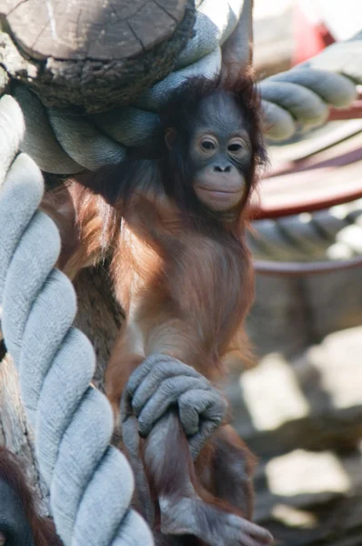 Affe im Moskauer Zoo — Stockfoto