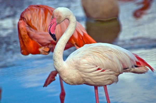 stock image Flamingo