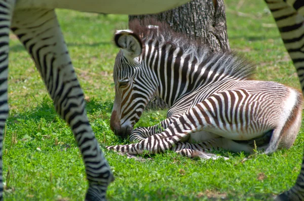Zebra in the Moscow zoo — Stock Photo, Image