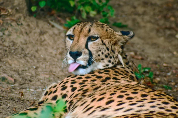 Леопард — стокове фото