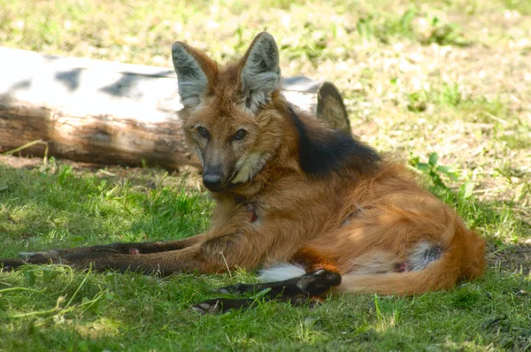 Fuchs im Moskauer Zoo — Stockfoto