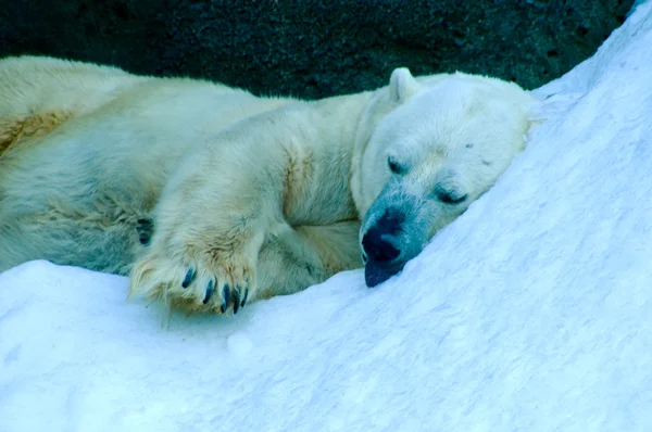 White bear in the Moscow Zoo — Stock Photo, Image