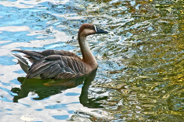 stock image Duck in the Moscow Zoo