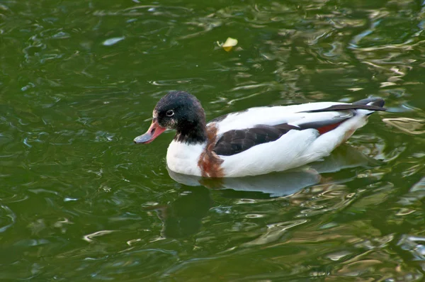 stock image Duck in the Moscow Zoo