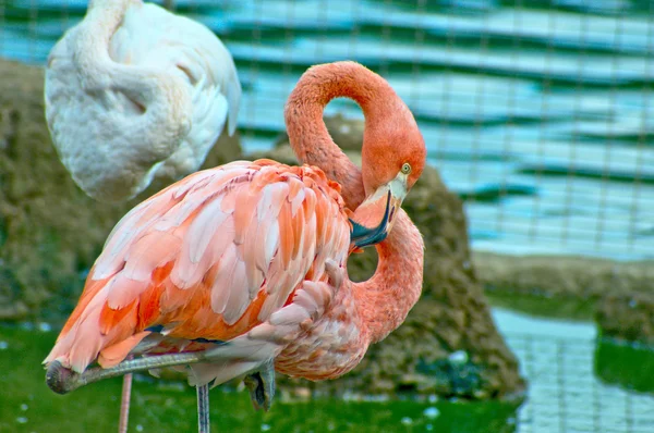 Flamingo — Stockfoto