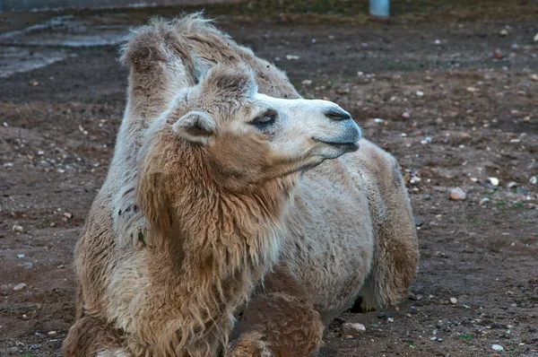 Kameli Moskovan eläintarhassa — kuvapankkivalokuva