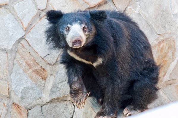모스크바 동물원에서 곰 — 스톡 사진