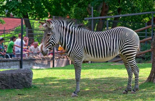Zebra im Moskauer Zoo lizenzfreie Stockbilder