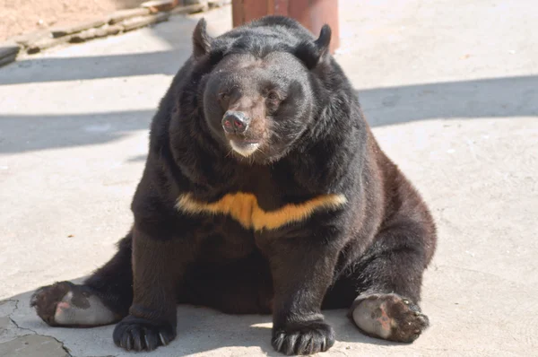 熊の茶色 ロイヤリティフリーのストック写真