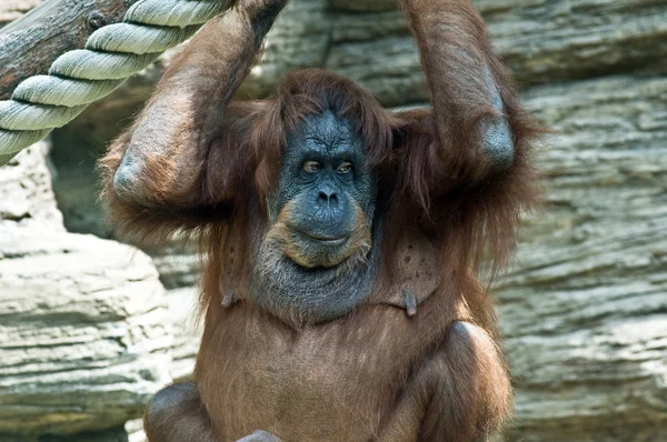 Μεγάλο μαϊμού στο ζωολογικό κήπο Μόσχας — Φωτογραφία Αρχείου