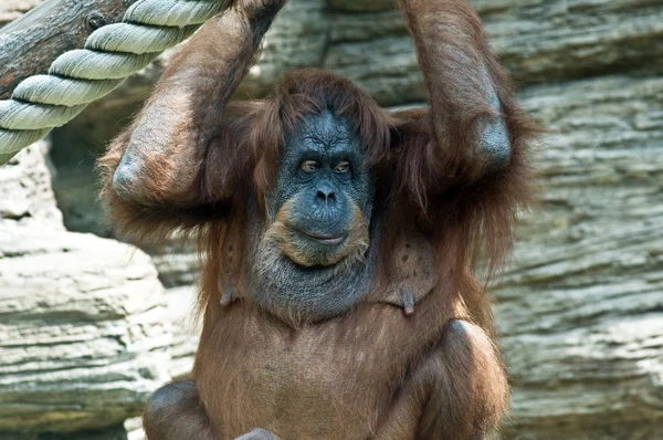 Grand singe dans le zoo de Moscou — Photo