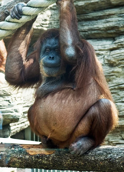 stock image Big monkey in Moscow Zoo