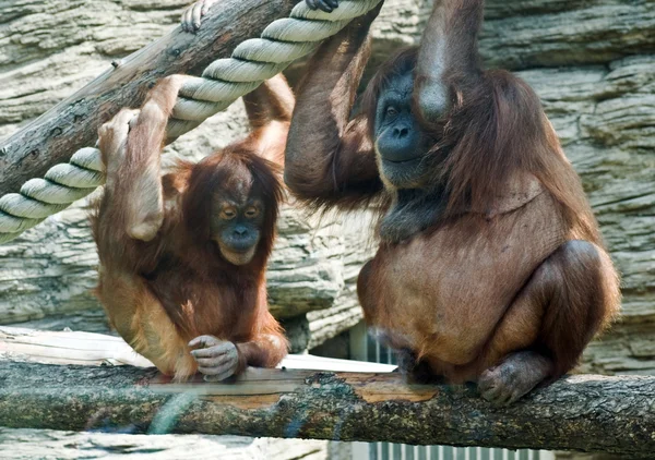 Grote en kleine aap in de dierentuin van Moskou Stockafbeelding