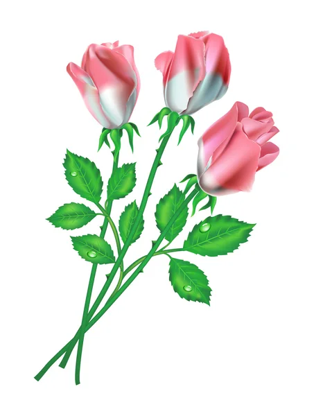Rose rosa — Vettoriale Stock