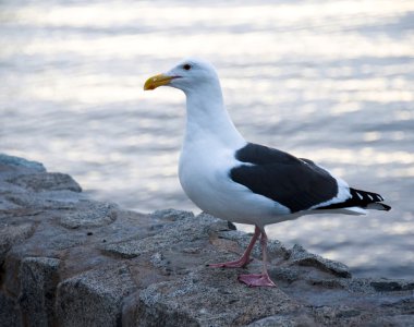 Seagull in Seaport village, San Diego