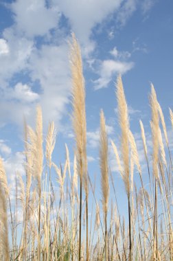 Cortaderia near Loews Coronado Bay