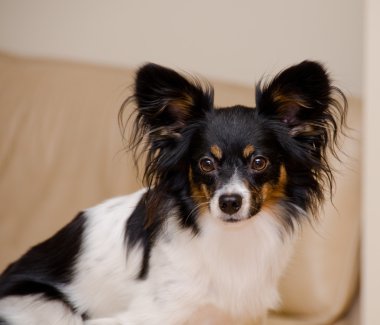 Papillon headshot