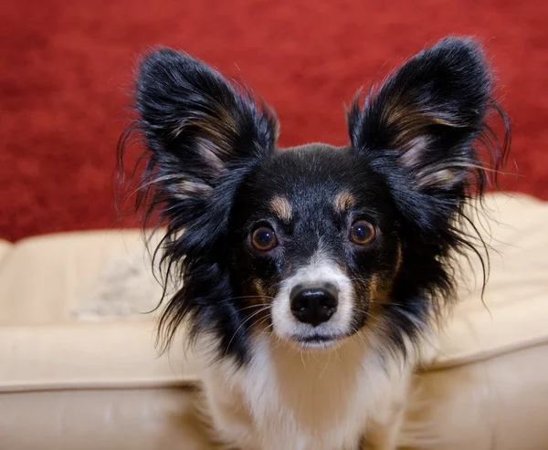 stock image Focused Papillon