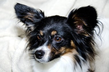 Papillon headshot