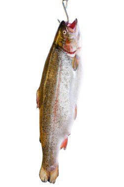 Trout in hook clipart