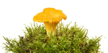 Çimleri mantar Cantharellus cibarius