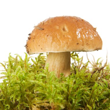 Boletus edulis ( porcini )