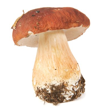 Boletus edulis ( porcini )