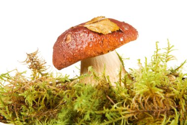 Boletus edulis ( porcini )