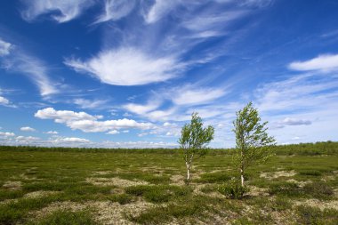 Tundra iki huş