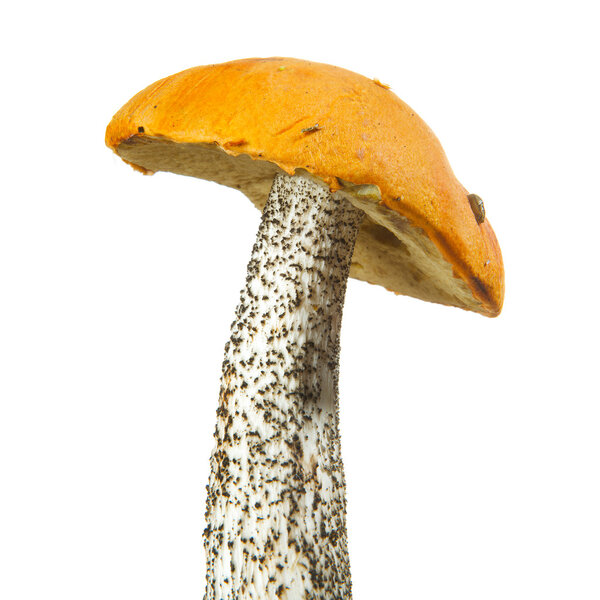 Red-capped scaber stalk