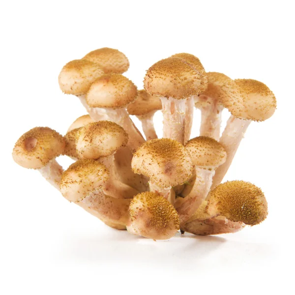 Armillaria ostoyae (honung svamp eller Shoestring röta ) — Stockfoto