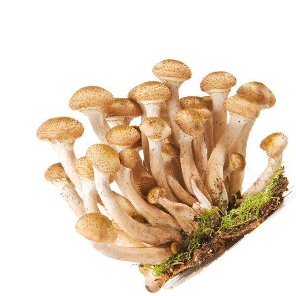 stock image Armillaria ostoyae ( Honey mushroom or Shoestring Rot )