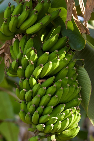 Bananas in nature — Stock Photo, Image