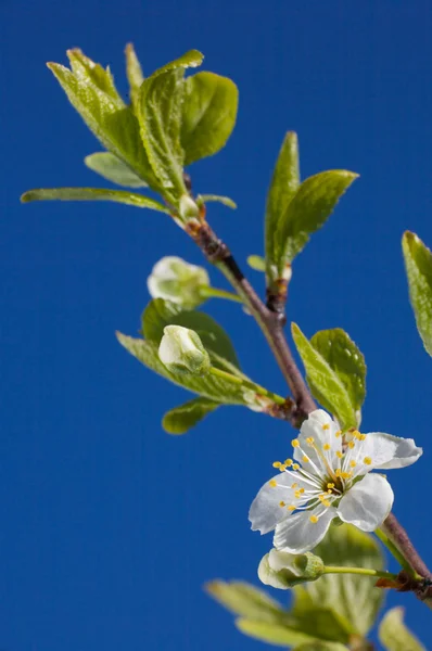Cherry flower. — Stock Photo, Image